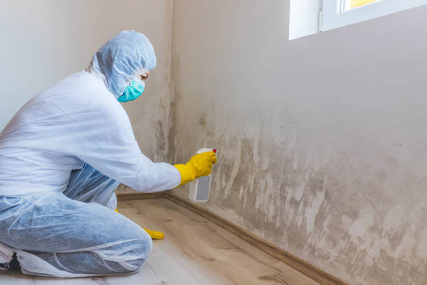 Licensed Mold Inspection service in Akron, PA - WQB Mold Removal